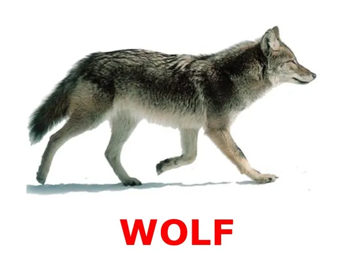 WOLF