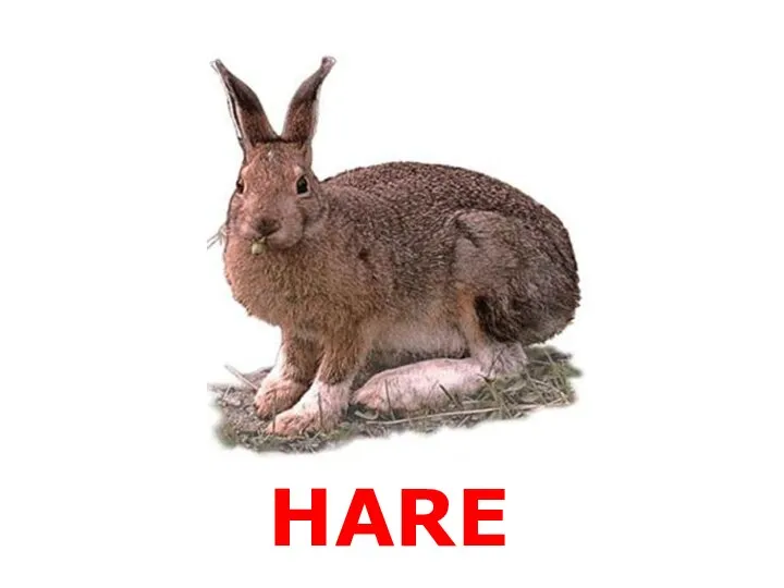 HARE