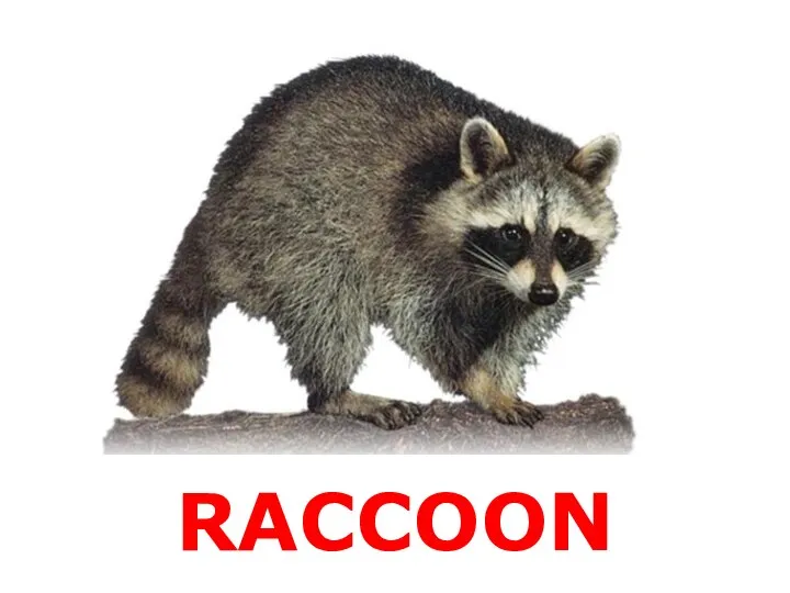 RACCOON