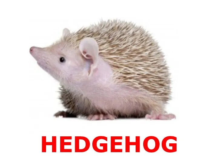 HEDGEHOG