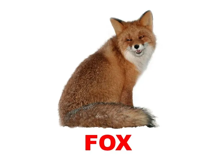 FOX