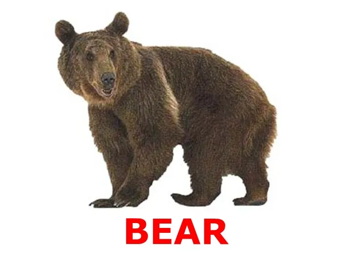 BEAR