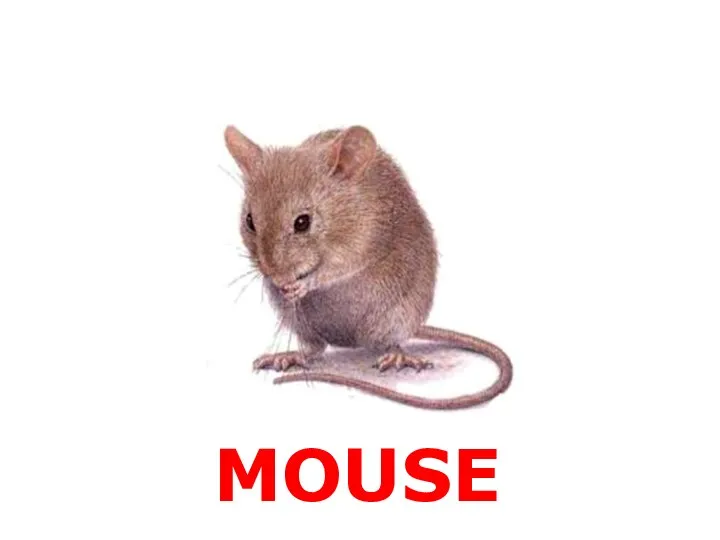 MOUSE