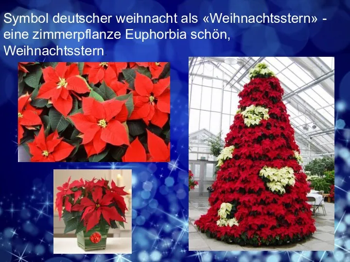 Symbol deutscher weihnacht als «Weihnachtsstern» - eine zimmerpflanze Euphorbia schön, Weihnachtsstern.