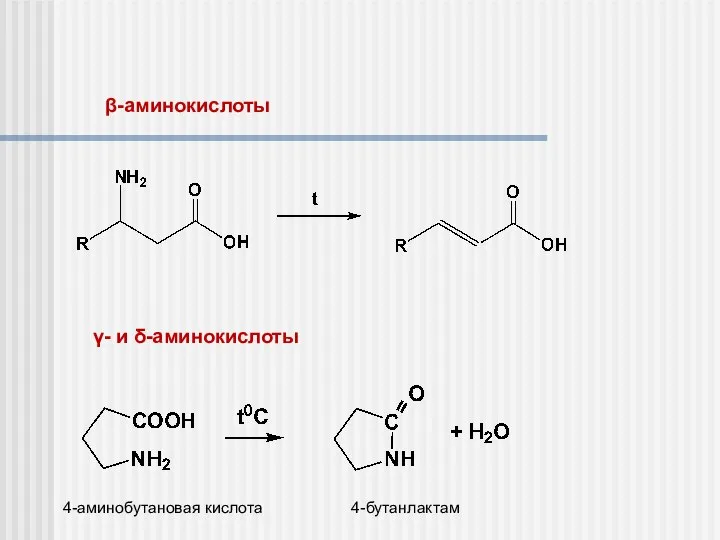 β-аминокислоты γ- и δ-аминокислоты 4-аминобутановая кислота 4-бутанлактам