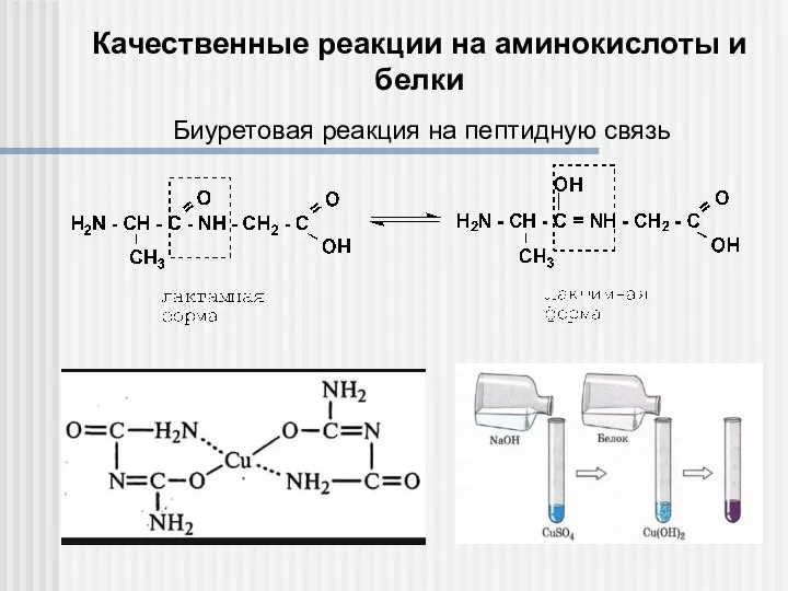 Качественные реакции на аминокислоты и белки Биуретовая реакция на пептидную связь