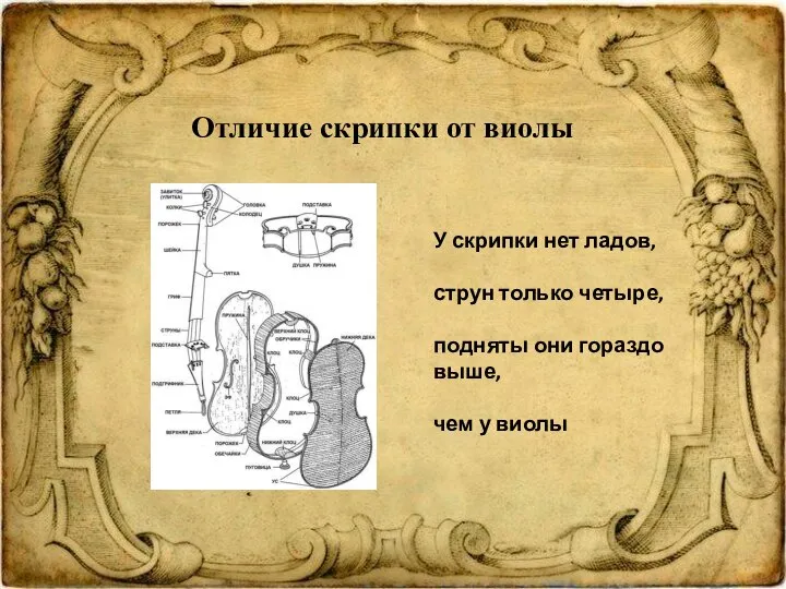 Отличие скрипки от виолы У скрипки нет ладов, струн только четыре,