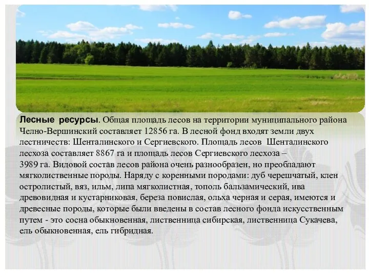 Лесные ресурсы. Общая площадь лесов на территории муниципального района Челно-Вершинский составляет