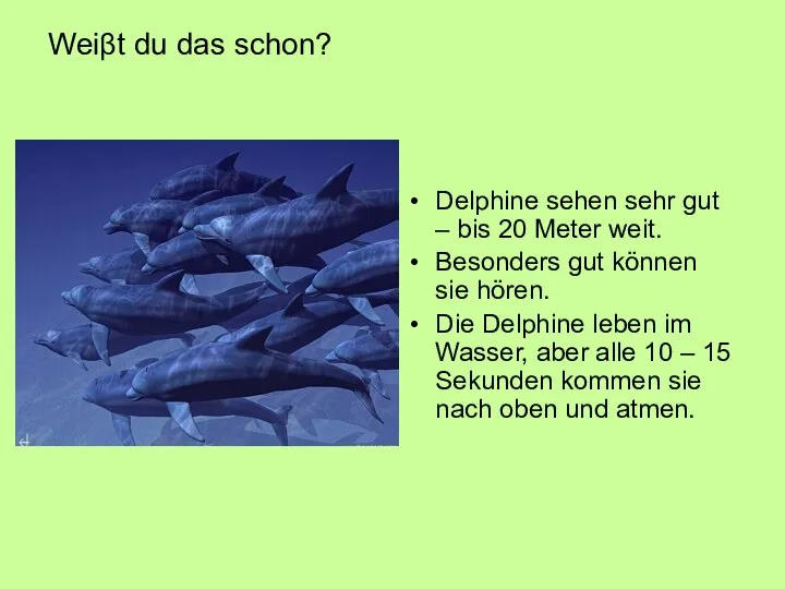 Weiβt du das schon? Delphine sehen sehr gut – bis 20