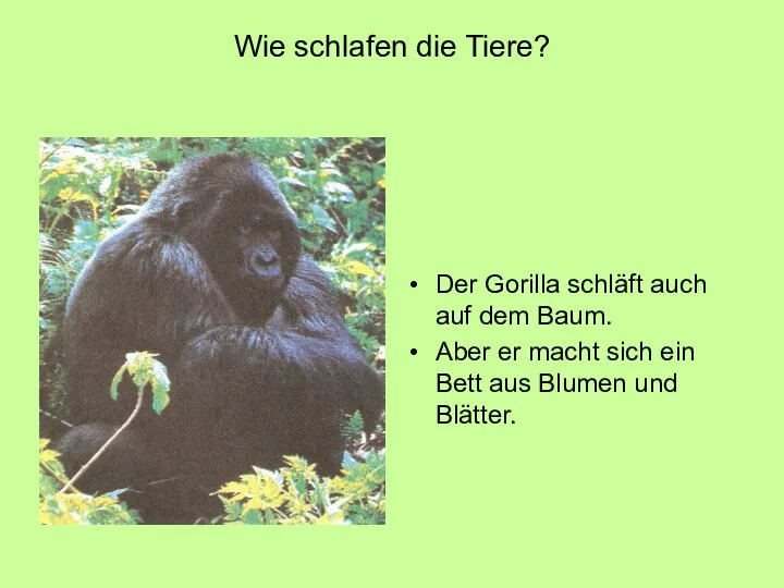 Wie schlafen die Tiere? Der Gorilla schläft auch auf dem Baum.