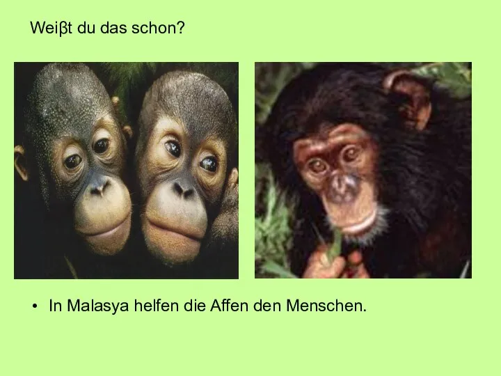 Weiβt du das schon? In Malasya helfen die Affen den Menschen.