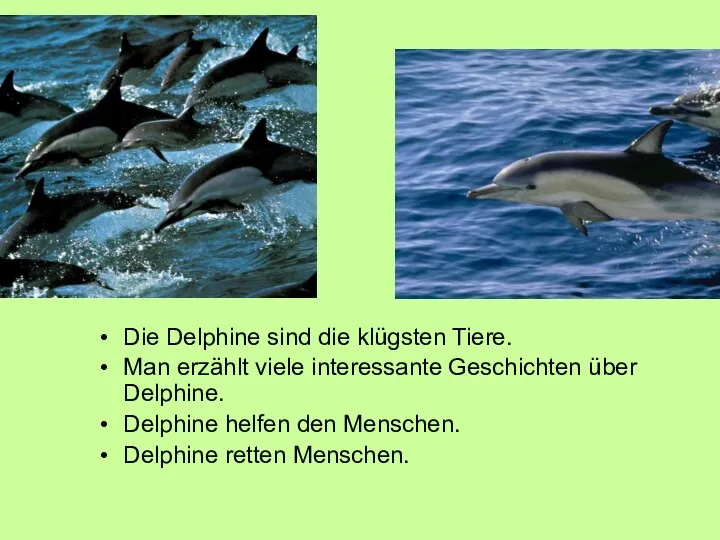 Die Delphine sind die klügsten Tiere. Man erzählt viele interessante Geschichten