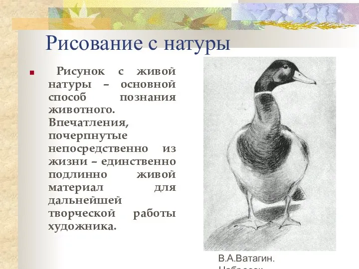 Рисование с натуры Рисунок с живой натуры – основной способ познания