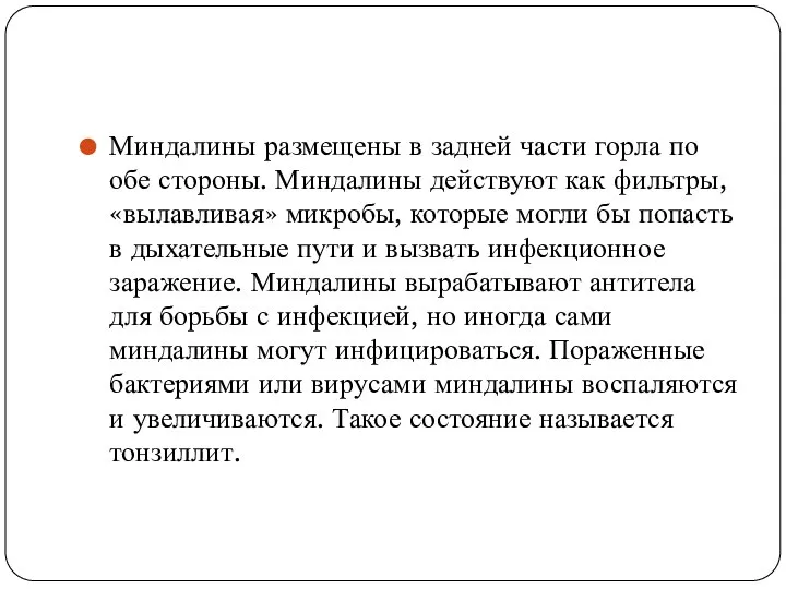 Миндалины размещены в задней части горла по обе стороны. Миндалины действуют