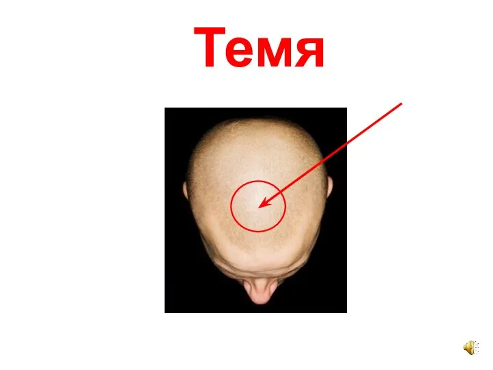 Темя