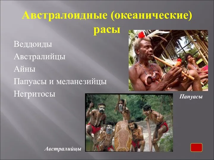 Австралоидные (океанические) расы Веддоиды Австралийцы Айны Папуасы и меланезийцы Негритосы Папуасы Австралийцы