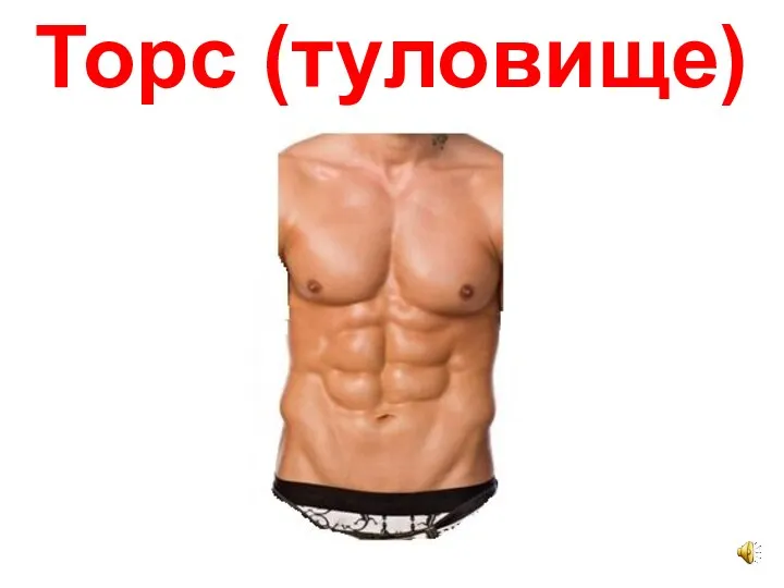 Торс (туловище)