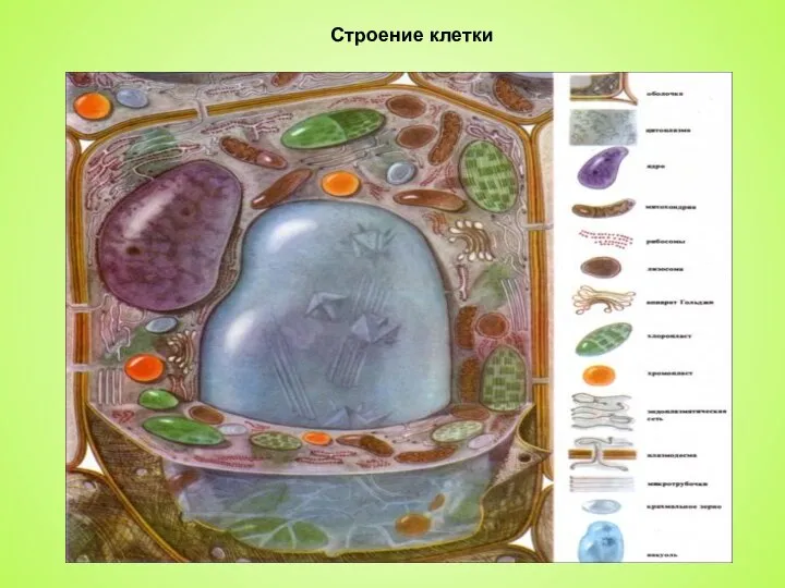 Строение клетки