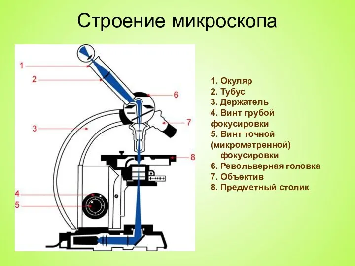 Строение микроскопа 1. Окуляр 2. Тубус 3. Держатель 4. Винт грубой