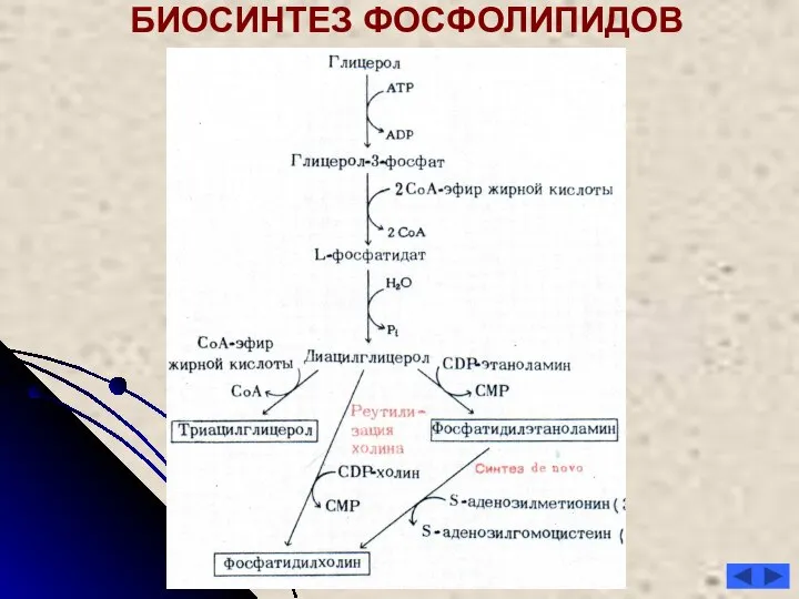 БИОСИНТЕЗ ФОСФОЛИПИДОВ