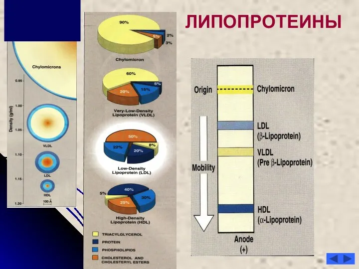 ЛИПОПРОТЕИНЫ