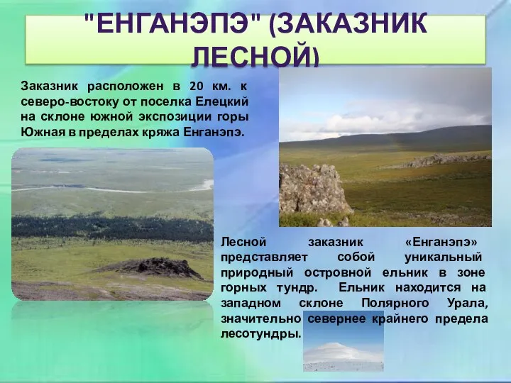 "ЕНГАНЭПЭ" (ЗАКАЗНИК ЛЕСНОЙ) Заказник расположен в 20 км. к северо-востоку от