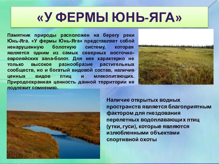 «У ФЕРМЫ ЮНЬ-ЯГА» Памятник природы расположен на берегу реки Юнь-Яга. «У