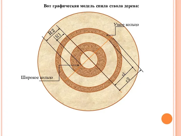 Вот графическая модель спила ствола дерева: R1 Широкое кольцо Узкое кольцо