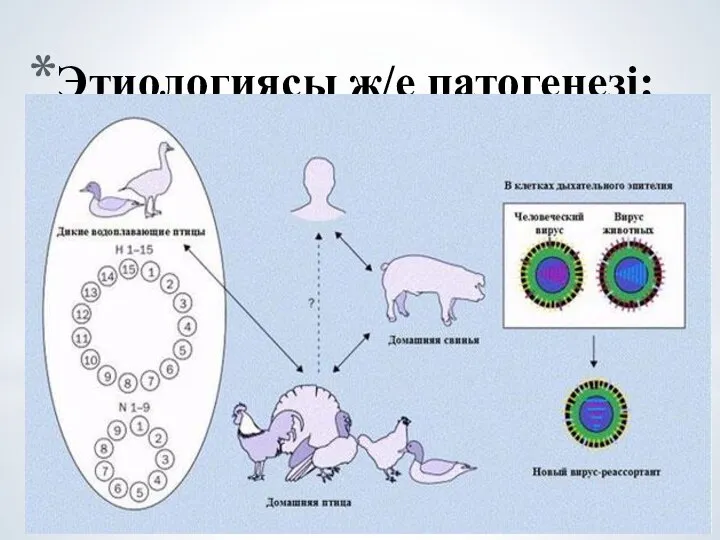 Этиологиясы ж/е патогенезі: