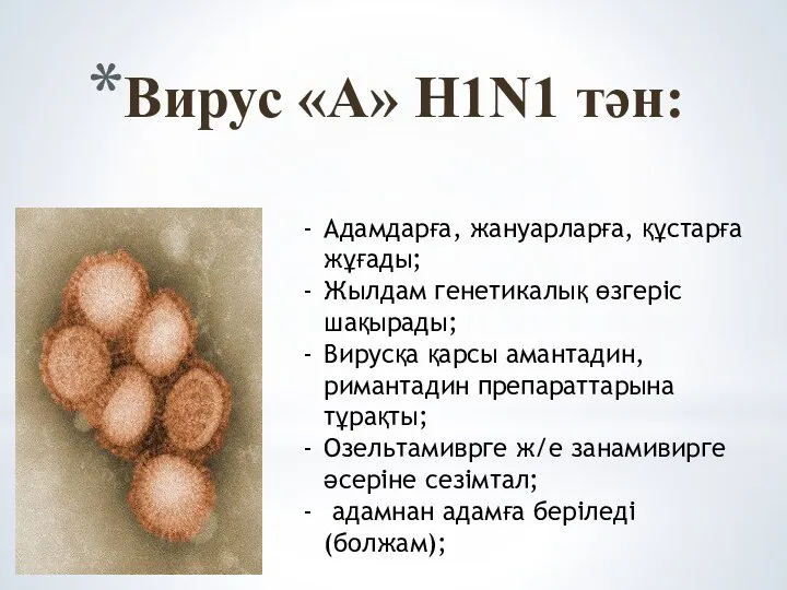 Вирус «А» H1N1 тән: Адамдарға, жануарларға, құстарға жұғады; Жылдам генетикалық өзгеріс