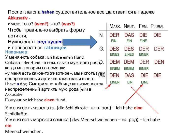 После глагола haben существительное всегда ставится в падеже Akkusativ - имею