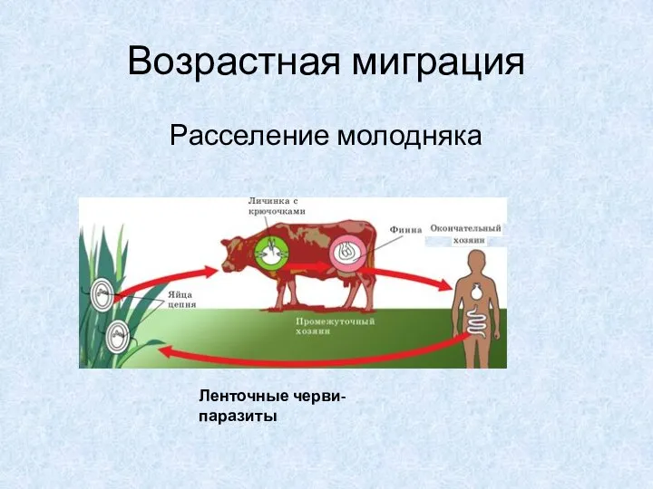 Возрастная миграция Расселение молодняка Ленточные черви-паразиты