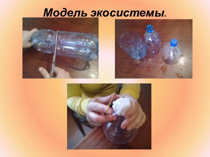 Модель экосистемы.