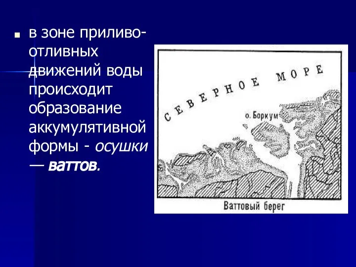 в зоне приливо-отливных движений воды происходит образование аккумулятивной формы - осушки — ваттов.