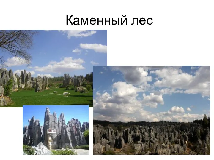 Каменный лес