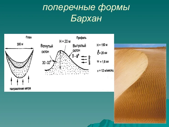 поперечные формы Бархан