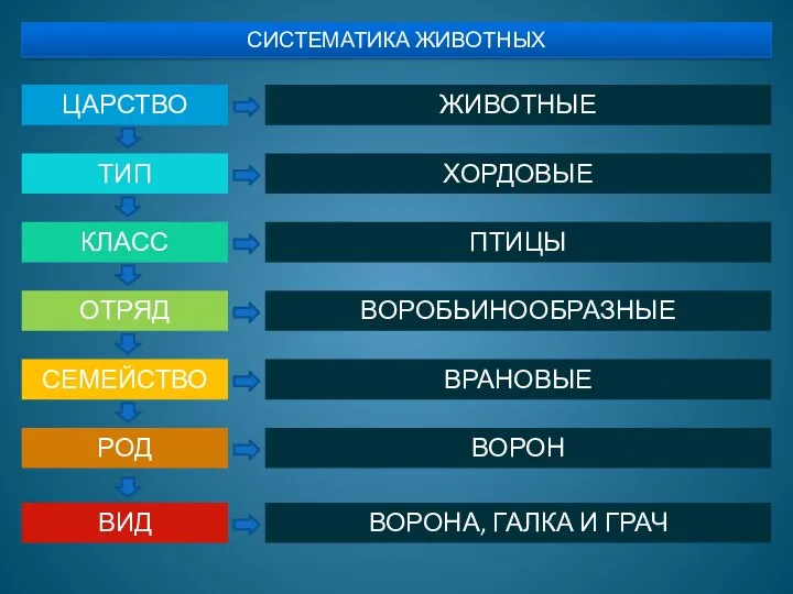 СИСТЕМАТИКА ЖИВОТНЫХ ЦАРСТВО ТИП КЛАСС ОТРЯД СЕМЕЙСТВО РОД ВИД ЖИВОТНЫЕ ХОРДОВЫЕ