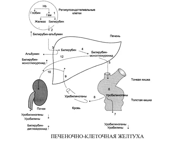 ПЕЧЕНОЧНО-КЛЕТОЧНАЯ ЖЕЛТУХА