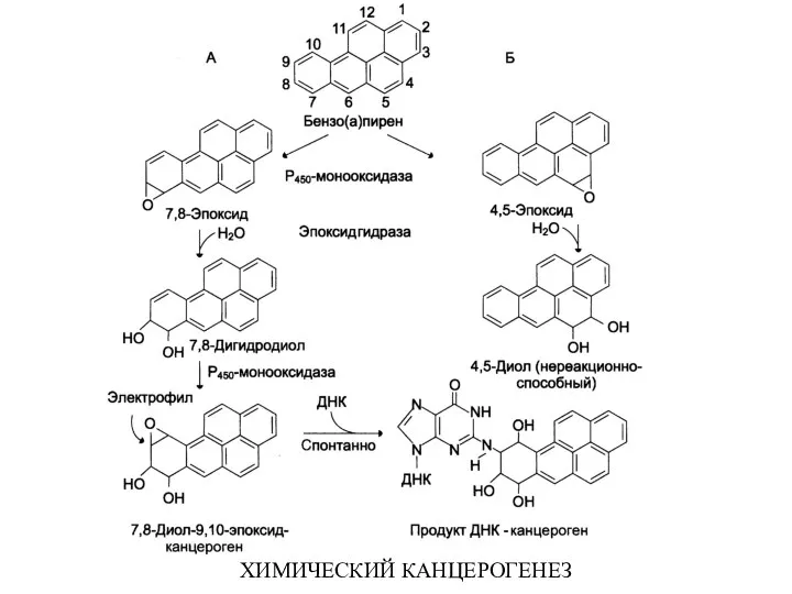 ХИМИЧЕСКИЙ КАНЦЕРОГЕНЕЗ