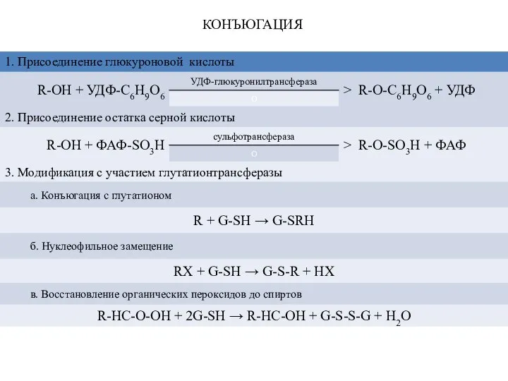 КОНЪЮГАЦИЯ