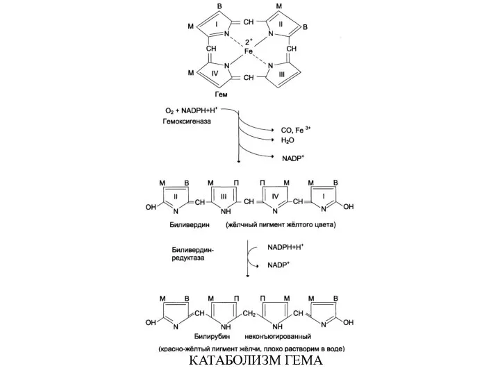 КАТАБОЛИЗМ ГЕМА