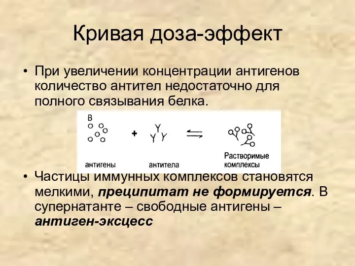 При увеличении концентрации антигенов количество антител недостаточно для полного связывания белка.