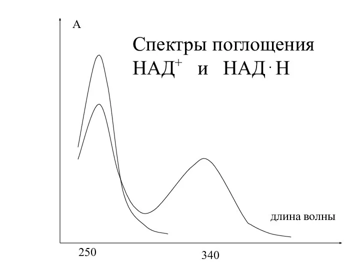 340 длина волны 250 Спектры поглощения НАД+ и НАД⋅Н А