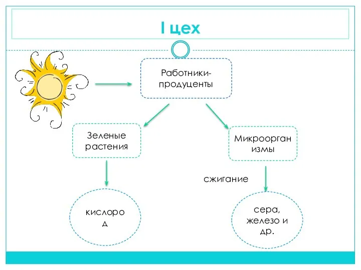 I цех Работники-продуценты Зеленые растения Микроорганизмы сера, железо и др. сжигание кислород