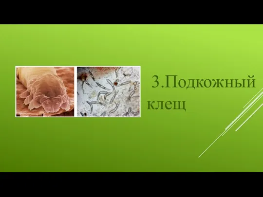 3.Подкожный клещ