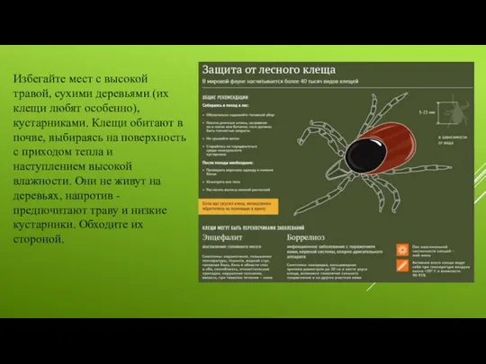 Избегайте мест с высокой травой, сухими деревьями (их клещи любят особенно),