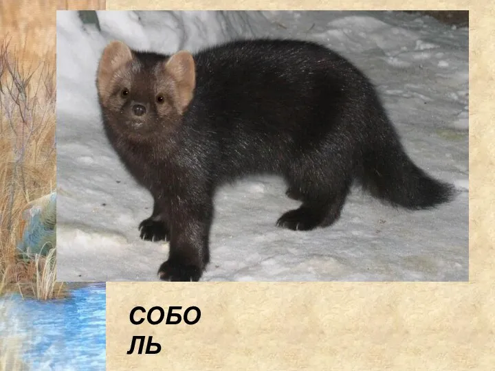 СОБОЛЬ