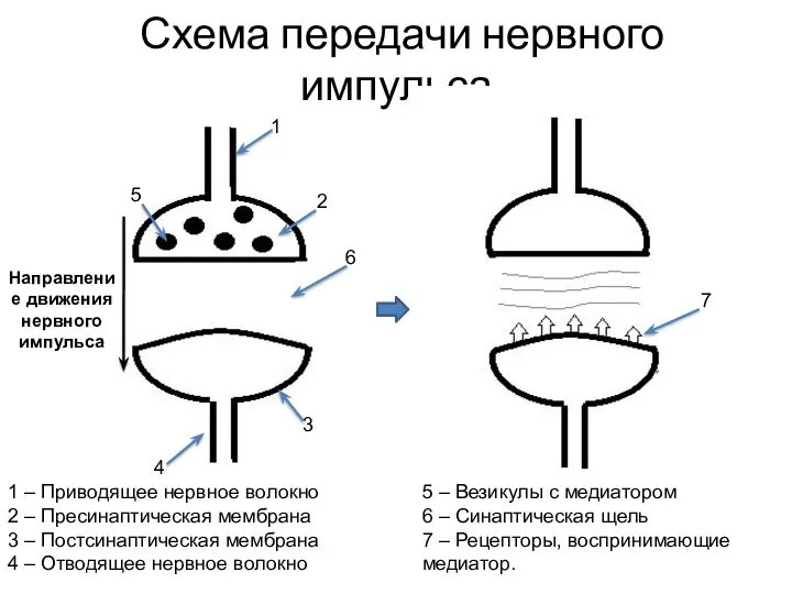 Схема передачи нервного импульса. Направление движения нервного импульса 1 2 3