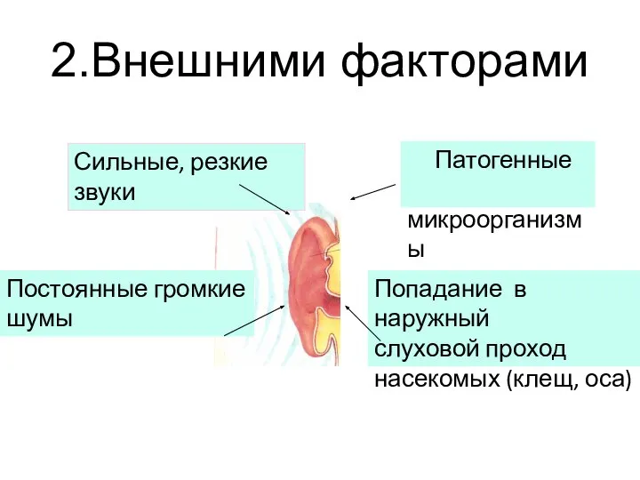 2.Внешними факторами Сильные, резкие звуки Постоянные громкие шумы Патогенные микроорганизмы Попадание