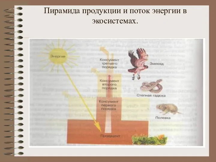 Пирамида продукции и поток энергии в экосистемах.